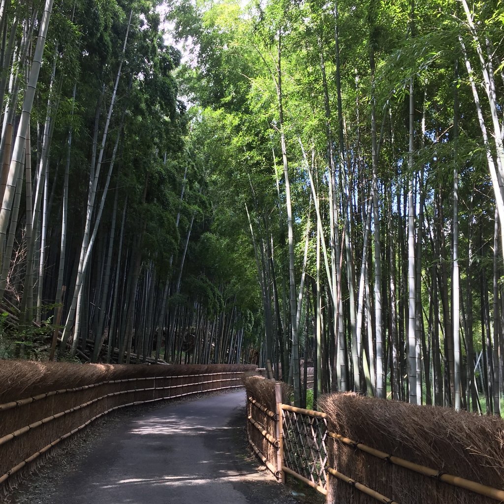 Bamboo forest