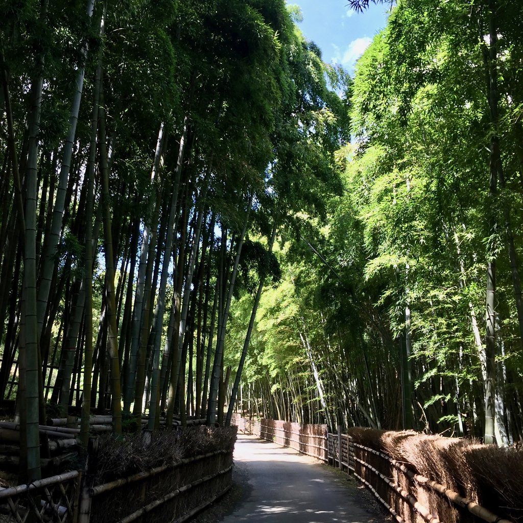 Bamboo forest 2