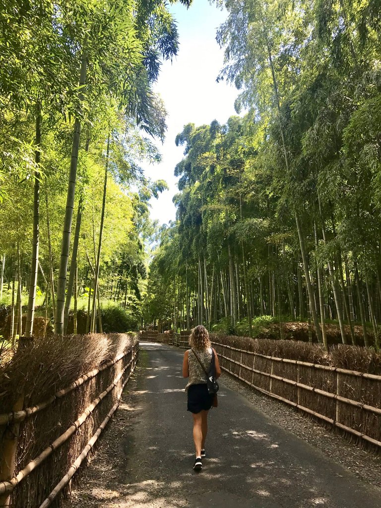 Bamboo forest 3